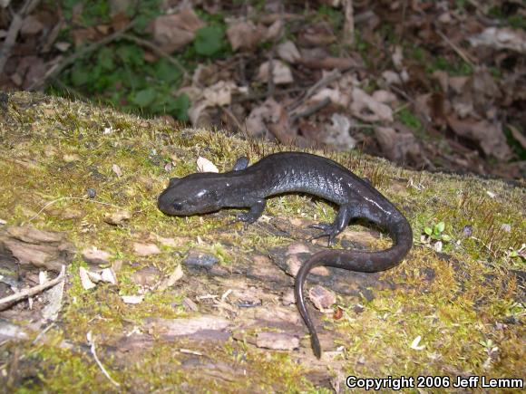 Jefferson Salamander (Ambystoma jeffersonianum)