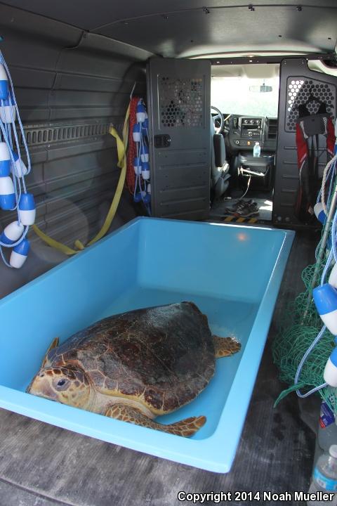 Loggerhead Sea Turtle (Caretta caretta)