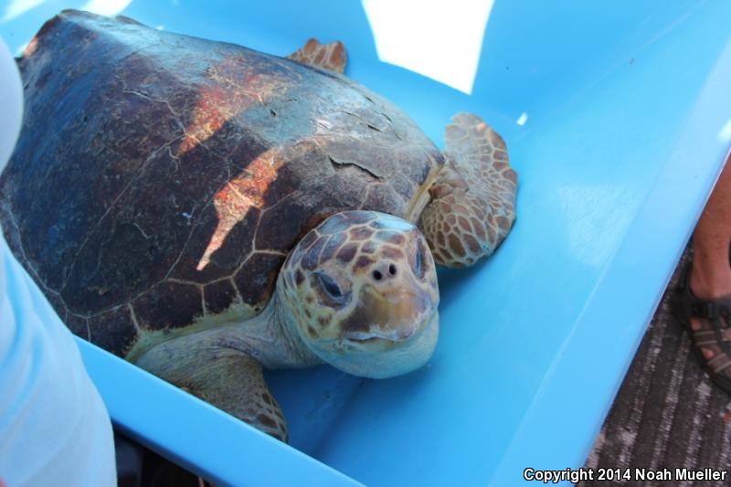 Loggerhead Sea Turtle (Caretta caretta)