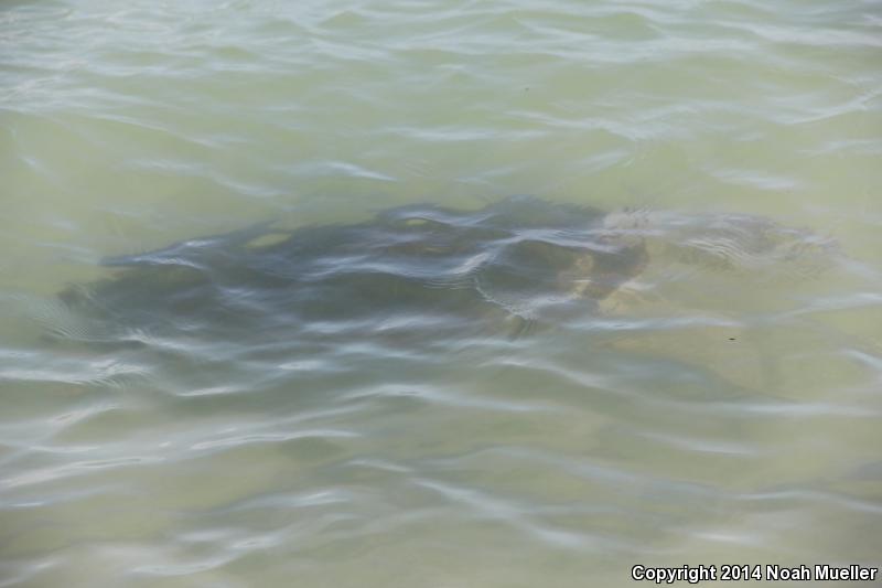 Loggerhead Sea Turtle (Caretta caretta)