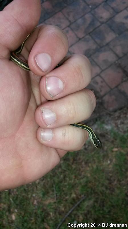 Red-striped Ribbonsnake (Thamnophis proximus rubrilineatus)