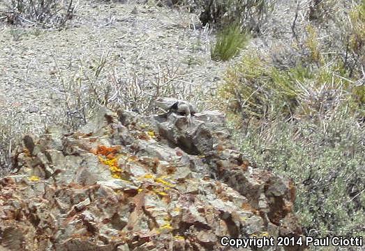 Barred Spiny Lizard (Sceloporus magister transversus)