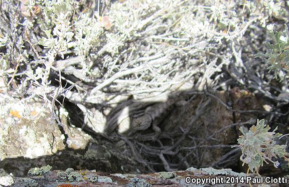 Barred Spiny Lizard (Sceloporus magister transversus)