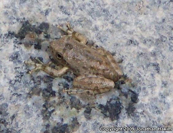 California Treefrog (Pseudacris cadaverina)