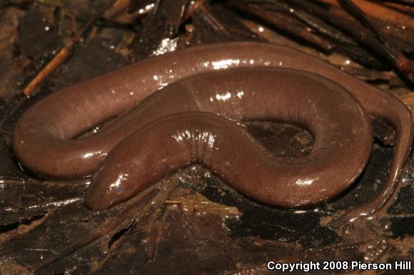 One-toed Amphiuma (Amphiuma pholeter)