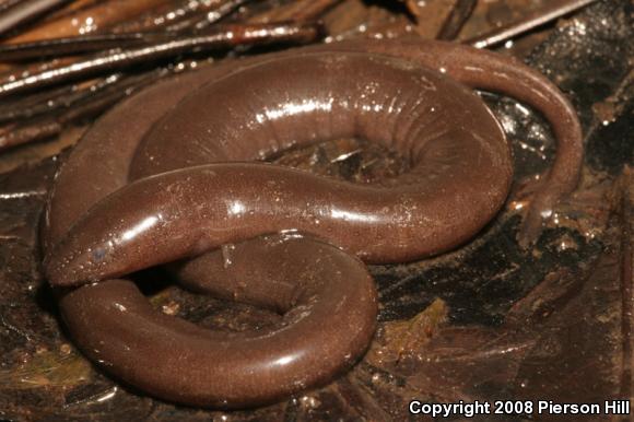 One-toed Amphiuma (Amphiuma pholeter)