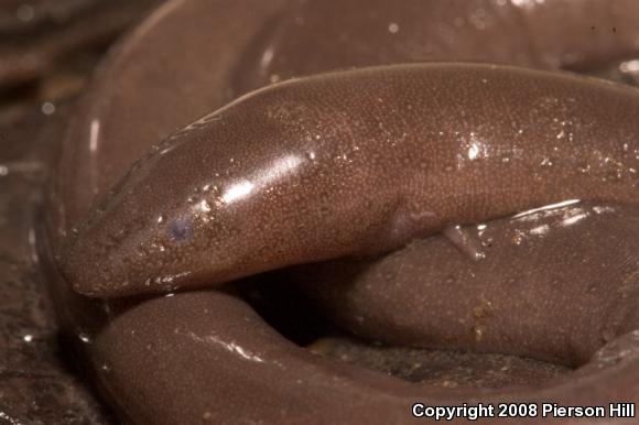 One-toed Amphiuma (Amphiuma pholeter)