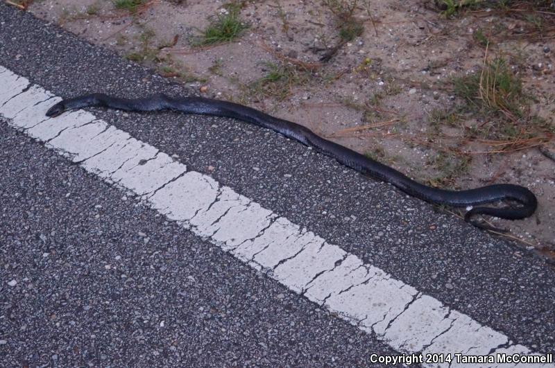 Black Pinesnake (Pituophis melanoleucus lodingi)