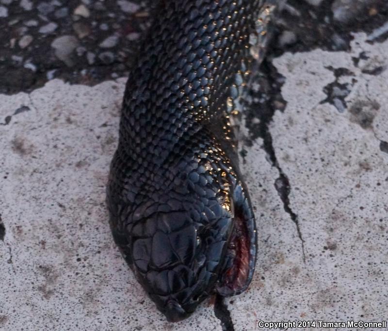 Black Pinesnake (Pituophis melanoleucus lodingi)