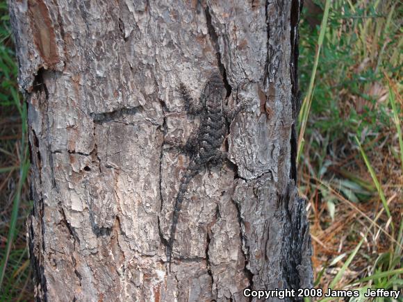 Eastern Fence Lizard (Sceloporus undulatus)