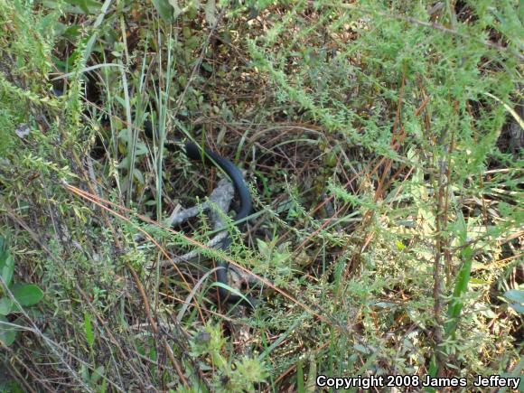 Southern Black Racer (Coluber constrictor priapus)