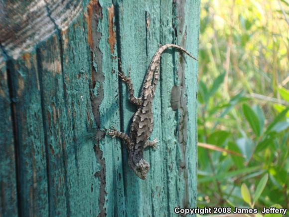 Eastern Fence Lizard (Sceloporus undulatus)