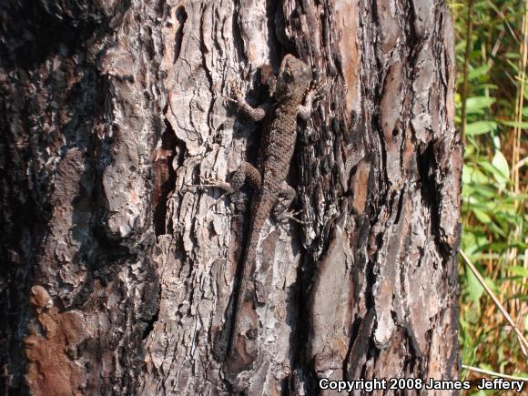 Eastern Fence Lizard (Sceloporus undulatus)