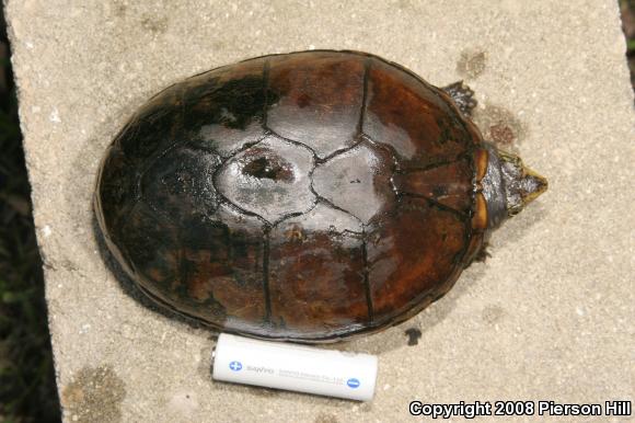 Eastern Mud Turtle (Kinosternon subrubrum subrubrum)