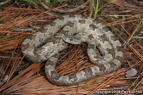 Gray Ratsnake (Pantherophis obsoletus spiloides)