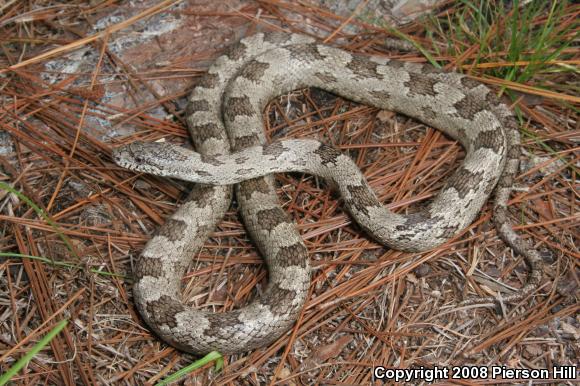 Gray Ratsnake (Pantherophis obsoletus spiloides)