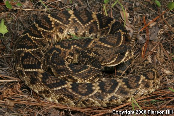 Eastern Diamond-backed Rattlesnake (Crotalus adamanteus)