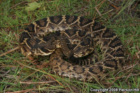 Eastern Diamond-backed Rattlesnake (Crotalus adamanteus)