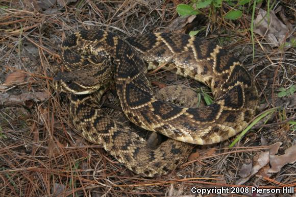 Eastern Diamond-backed Rattlesnake (Crotalus adamanteus)