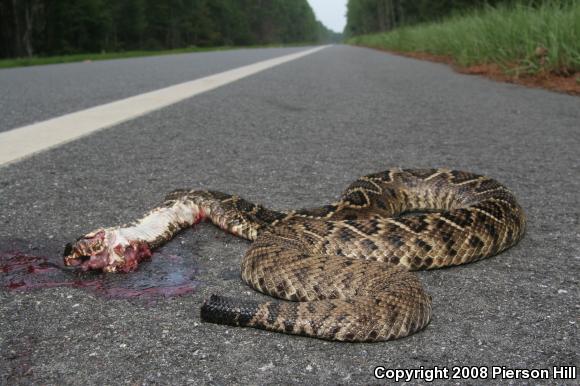 Eastern Diamond-backed Rattlesnake (Crotalus adamanteus)