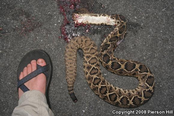 Eastern Diamond-backed Rattlesnake (Crotalus adamanteus)