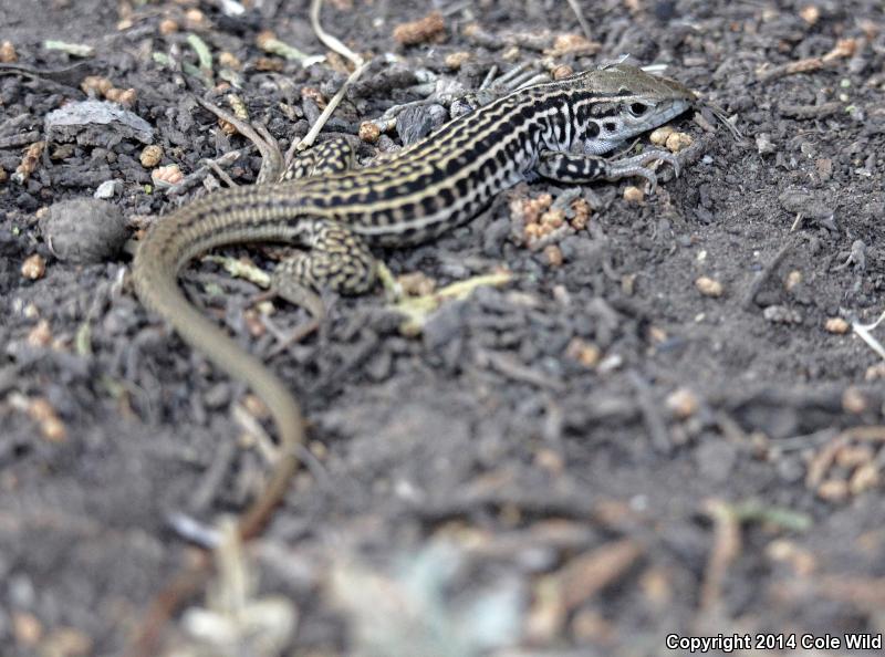 Common Checkered Whiptail (Aspidoscelis tesselata)