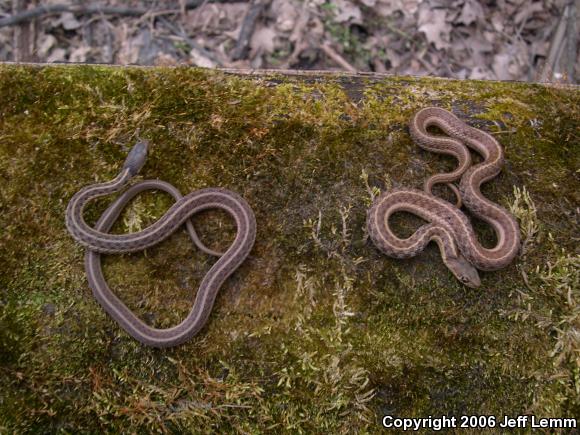 Eastern Gartersnake (Thamnophis sirtalis sirtalis)