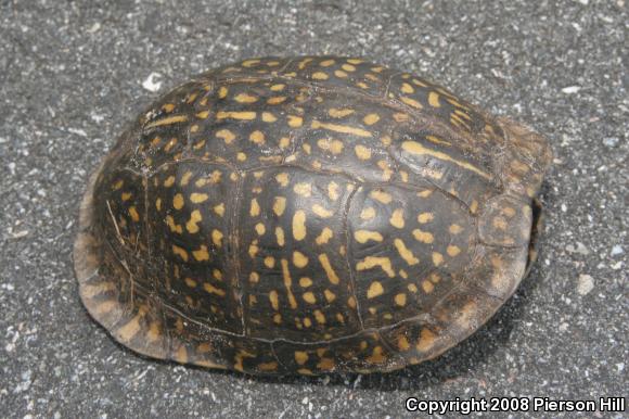 Gulf Coast Box Turtle (Terrapene carolina major)