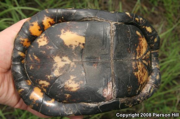 Gulf Coast Box Turtle (Terrapene carolina major)