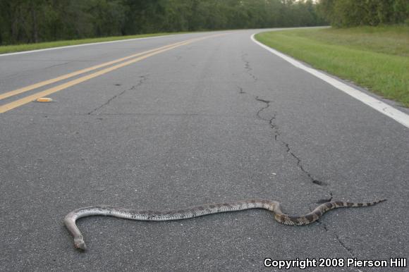 Florida Pinesnake (Pituophis melanoleucus mugitus)