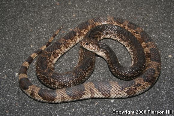 Florida Pinesnake (Pituophis melanoleucus mugitus)