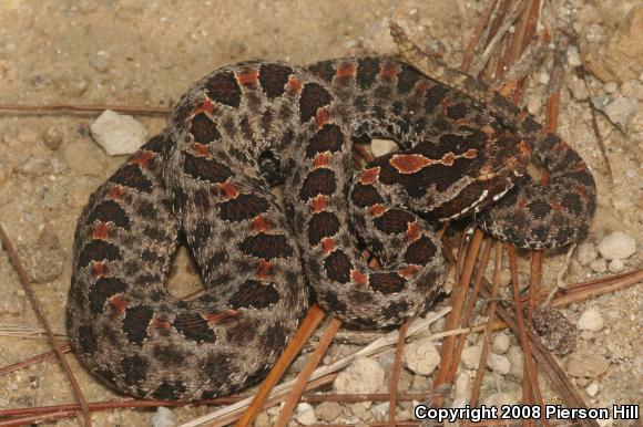 Dusky Pigmy Rattlesnake (Sistrurus miliarius barbouri)