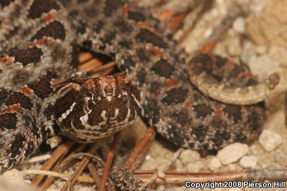 Dusky Pigmy Rattlesnake (Sistrurus miliarius barbouri)