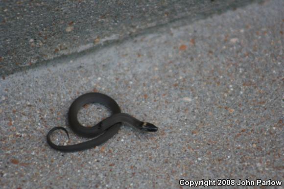 Rough Earthsnake (Virginia striatula)