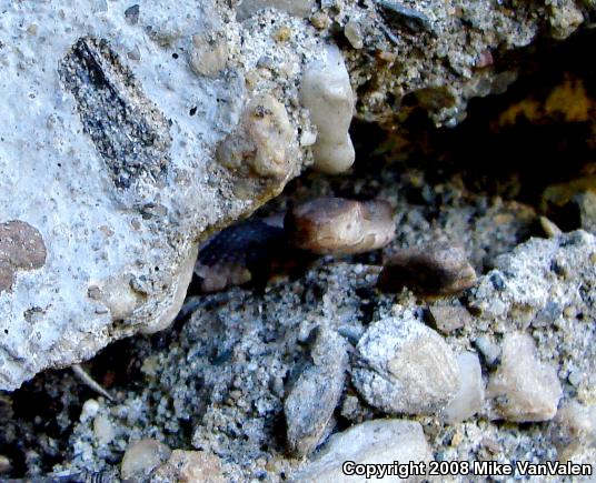 Northern  Copperhead (Agkistrodon contortrix mokasen)