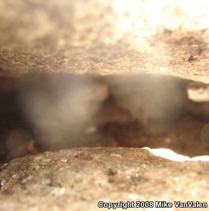 Northern  Copperhead (Agkistrodon contortrix mokasen)