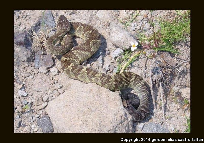 Mexican Black-tailed Rattlesnake (Crotalus molossus nigrescens)