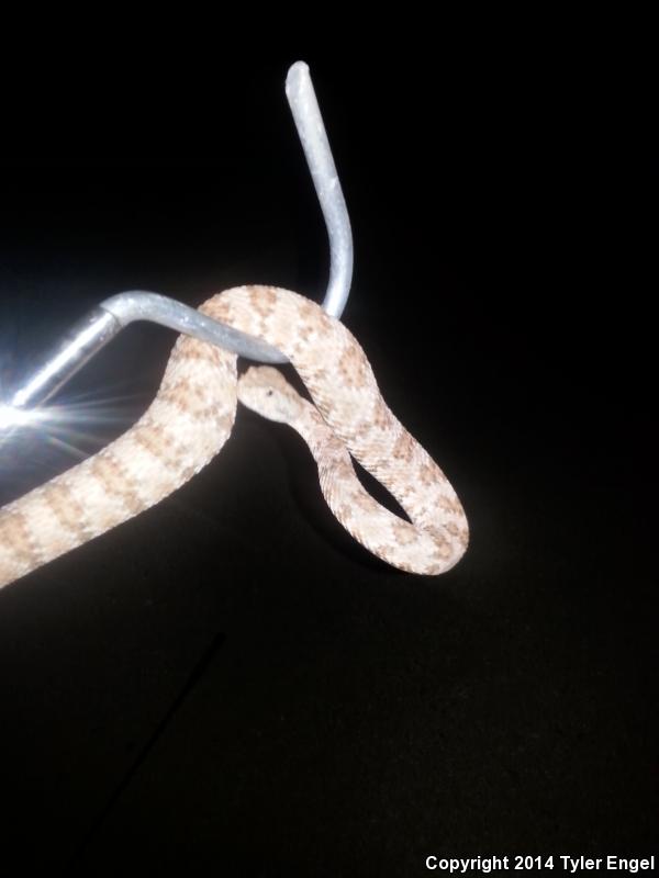 San Lucan Speckled Rattlesnake (Crotalus mitchellii mitchellii)