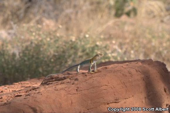 Eastern Collared Lizard (Crotaphytus collaris collaris)