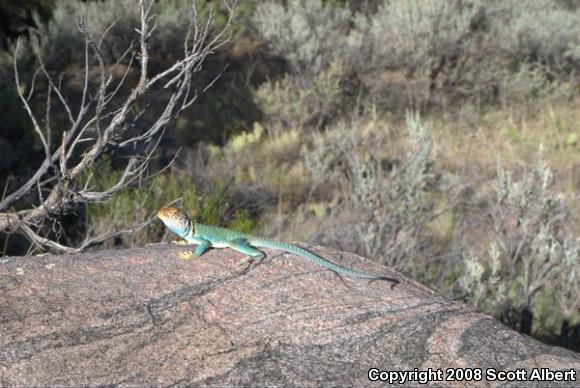 Eastern Collared Lizard (Crotaphytus collaris collaris)