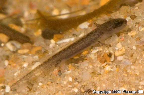 Four-toed Salamander (Hemidactylium scutatum)