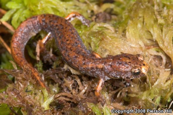 Four-toed Salamander (Hemidactylium scutatum)