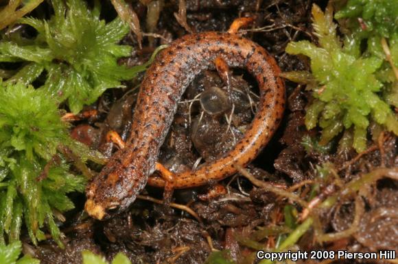 Four-toed Salamander (Hemidactylium scutatum)