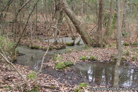 Four-toed Salamander (Hemidactylium scutatum)