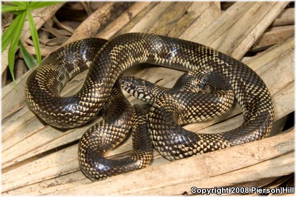 Common Kingsnake (Lampropeltis getula)