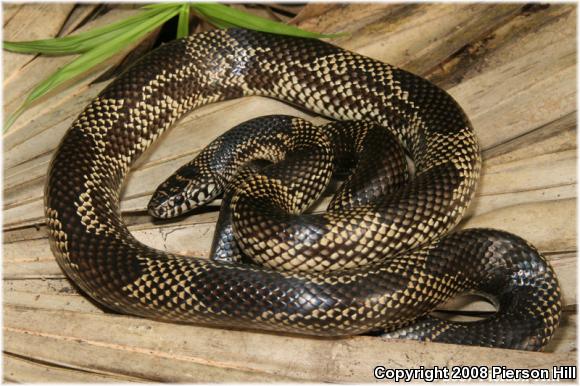 Common Kingsnake (Lampropeltis getula)