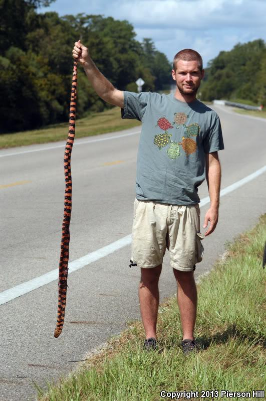 Eastern Mudsnake (Farancia abacura abacura)