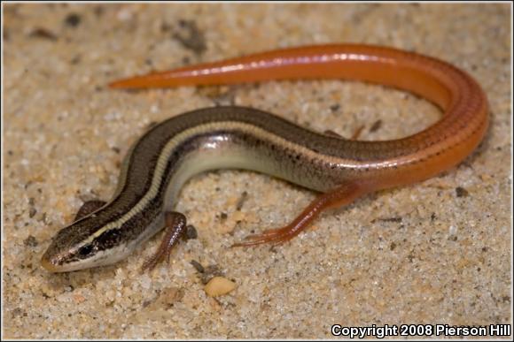 Northern Mole Skink (Plestiodon egregius similis)