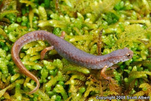 Four-toed Salamander (Hemidactylium scutatum)