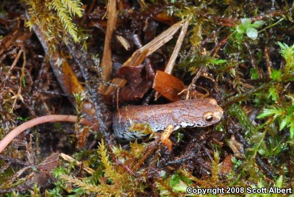 Four-toed Salamander (Hemidactylium scutatum)